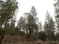 Chilao Picnic Area - Main Lot-1