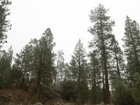 Chilao Picnic Area - Main Lot-10