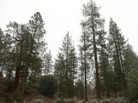 Chilao Picnic Area - Main Lot