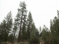 Chilao Picnic Area - Main Lot-3