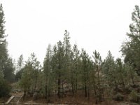 Chilao Picnic Area - Main Lot-4