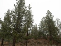 Chilao Picnic Area - Main Lot-8