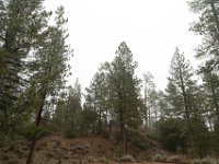 Chilao Picnic Area - Main Lot-9