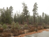 Chilao Picnic Area - Site 5-10