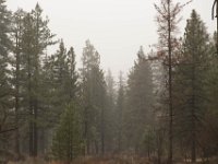 Chilao Picnic Area - Site 5-13