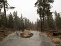 Chilao Picnic Area - Site 5-15