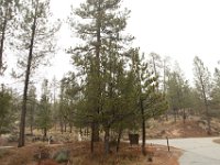 Chilao Picnic Area - Site 5-5