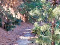 Disney Ranch - Pine Lake-16