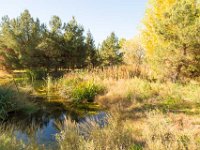 Disney Ranch - Pine Lake-2