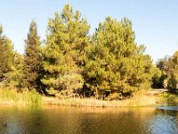 Disney Ranch - Pine Lake-21