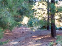 Disney Ranch - Pine Lake-27