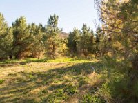 Disney Ranch - Pine Lake-38