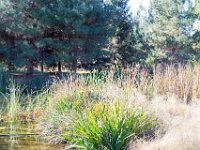 Disney Ranch - Pine Lake-4