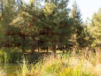 Disney Ranch - Pine Lake-5