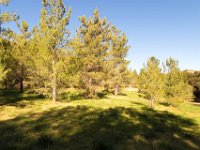 Disney Ranch - Piney Woods-10