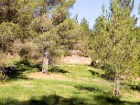 Disney Ranch - Piney Woods-11