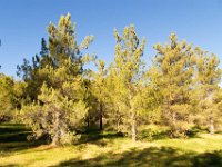 Disney Ranch - Piney Woods-12