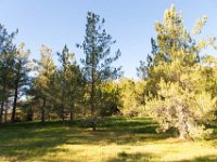 Disney Ranch - Piney Woods-13