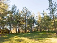 Disney Ranch - Piney Woods-14