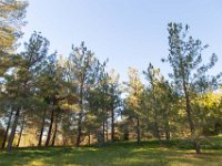 Disney Ranch - Piney Woods-15