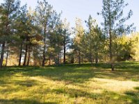 Disney Ranch - Piney Woods-16