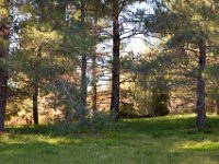 Disney Ranch - Piney Woods-17