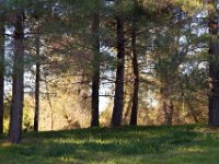 Disney Ranch - Piney Woods-18