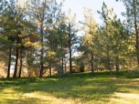 Disney Ranch - Piney Woods-19