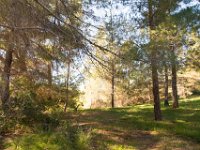 Disney Ranch - Piney Woods-2