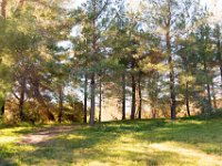 Disney Ranch - Piney Woods-20