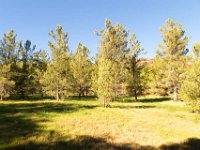 Disney Ranch - Piney Woods-22