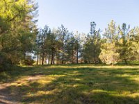 Disney Ranch - Piney Woods-23