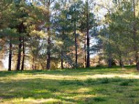 Disney Ranch - Piney Woods-24