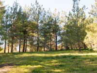 Disney Ranch - Piney Woods-25