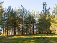 Disney Ranch - Piney Woods-26