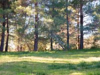 Disney Ranch - Piney Woods-27