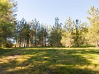 Disney Ranch - Piney Woods-28