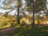 Disney Ranch - Piney Woods-3