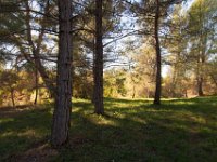 Disney Ranch - Piney Woods-4