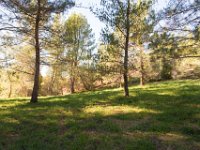 Disney Ranch - Piney Woods-5