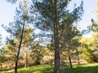 Disney Ranch - Piney Woods-6