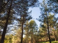 Disney Ranch - Piney Woods-7