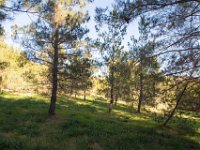 Disney Ranch - Piney Woods-8