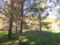 Disney Ranch - Piney Woods-9