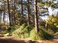 Griffith Park - Cedar Grove-14