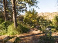 Griffith Park - Cedar Grove-15