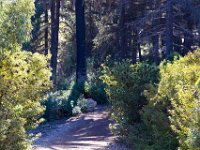 Griffith Park - Cedar Grove-2