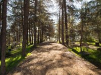 Griffith Park - Cedar Grove-20