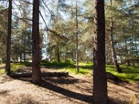 Griffith Park - Cedar Grove-24