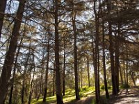 Griffith Park - Cedar Grove-27